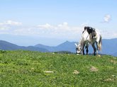 Horseback riding tours in Borjomi