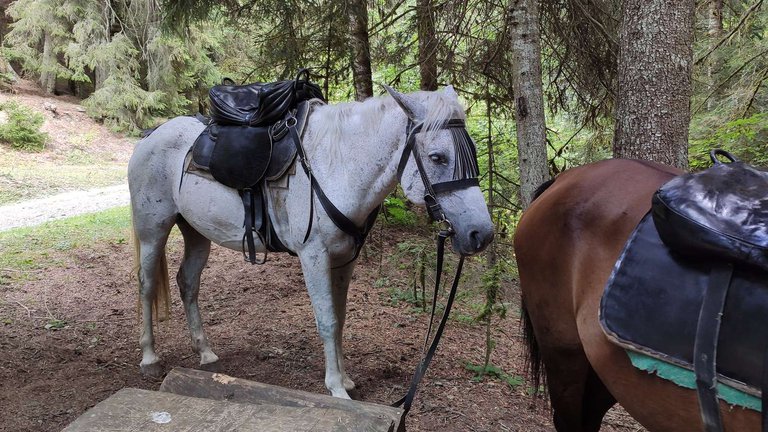 Horseback riding tours in Borjomi