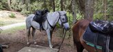 Horseback riding tours in Borjomi