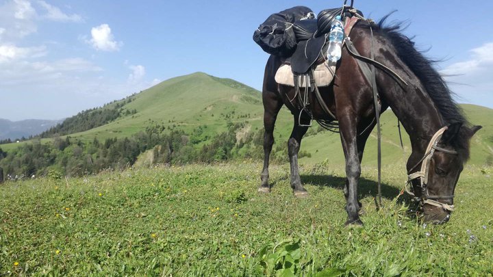 Horseback riding tours in Borjomi