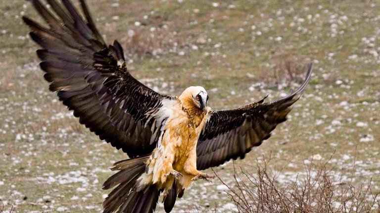 Rare bird rescued in Borjomi-Kharagauli Park