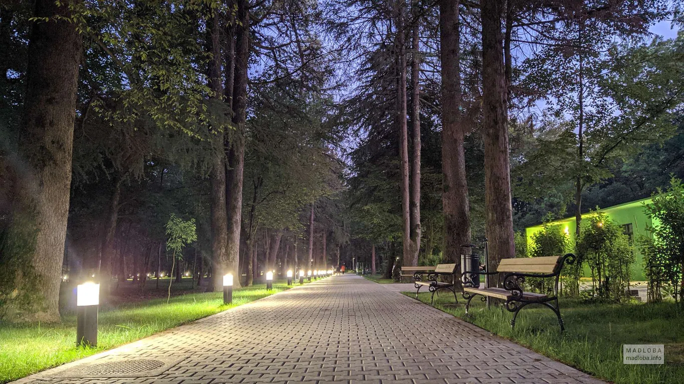 Вечерняя аллея в Ботаническом саду в Зугдиди