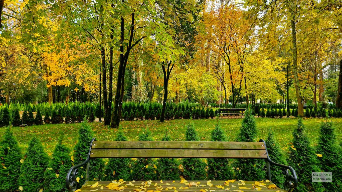 Золотая осень Ботаническом саду в Зугдиди