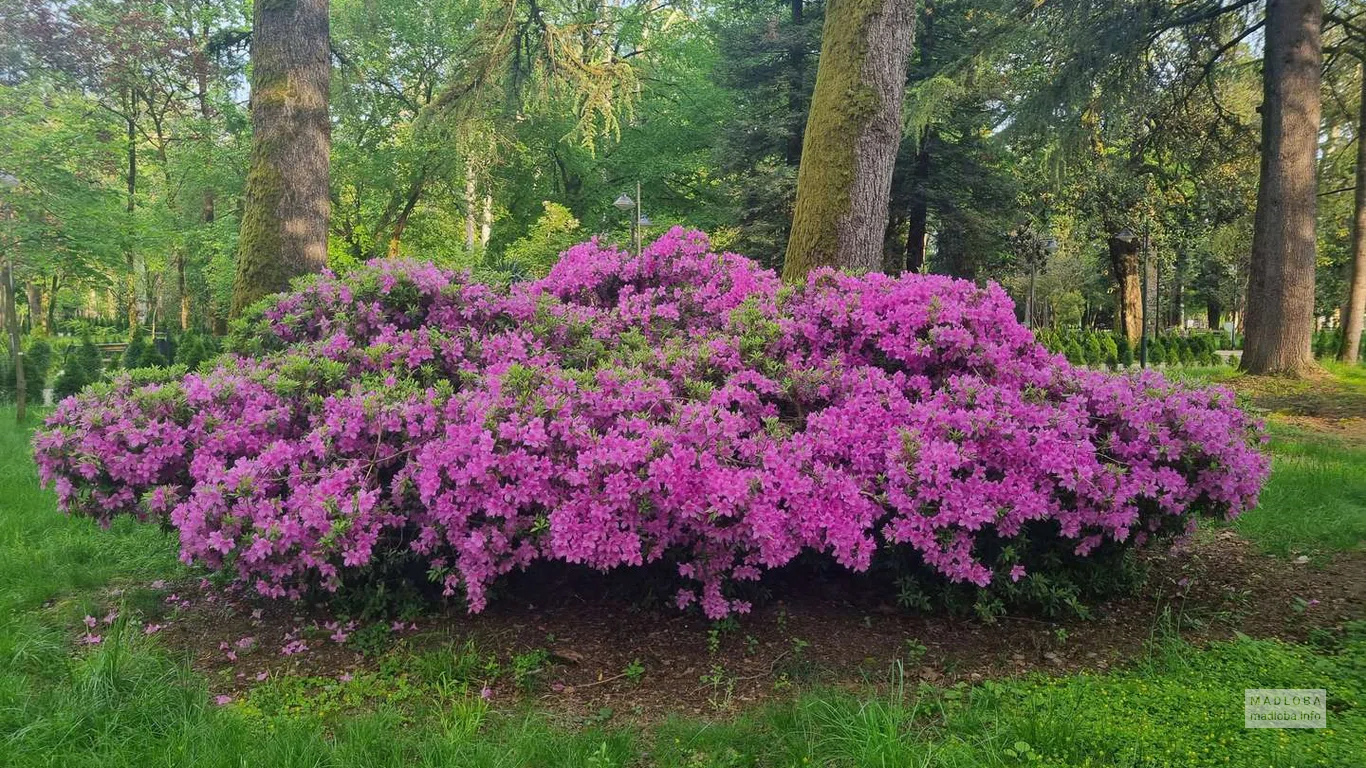 Яркий цветущий куст в Ботаническом саду в Зугдиди