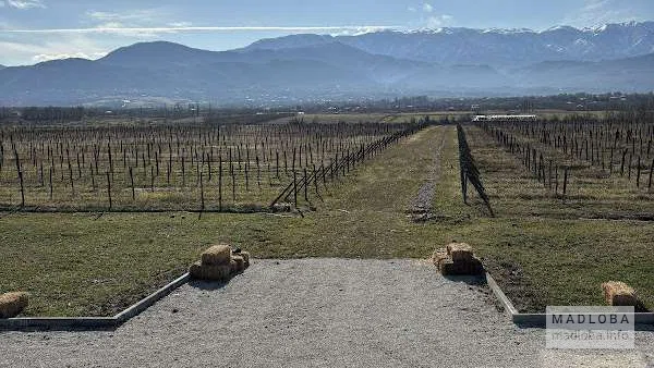 Виноградники Chateau Labara