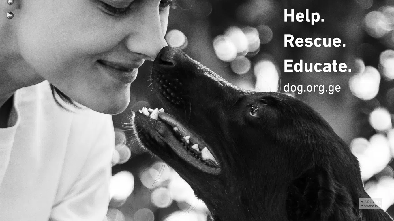 DOG | Dog Organization Georgia