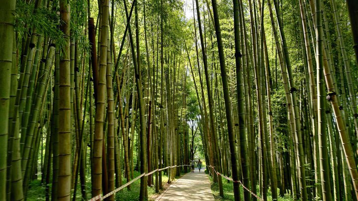 Ivanishvili Dendrological Park in Shekvetili