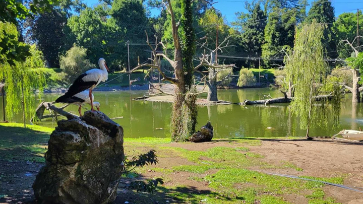 Ivanishvili Dendrological Park in Shekvetili