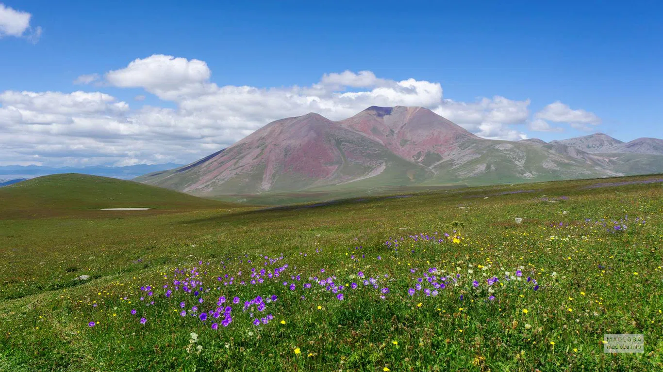 Склоны горы Диди Абули усыпанные яркими цветами