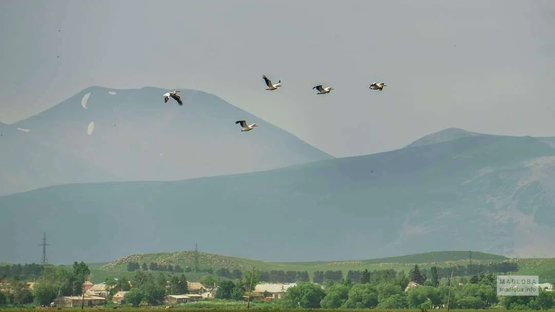 Птицы летять на фоне горы Диди Абули