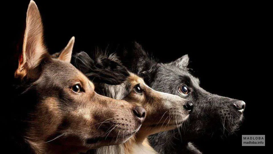 Dogs Practical | Teimuraz Tumanishvili