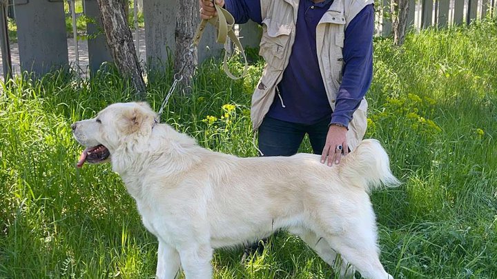 Dogs Practical | Teimuraz Tumanishvili