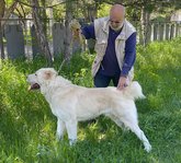 თეიმურაზ თუმანიშვილი