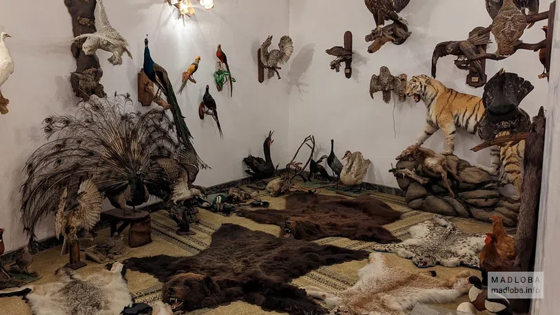 шкуры и чучела животных в Дворце ритуалов в Тбилиси