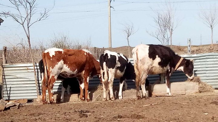 Farm of Irakli Tavshavadze