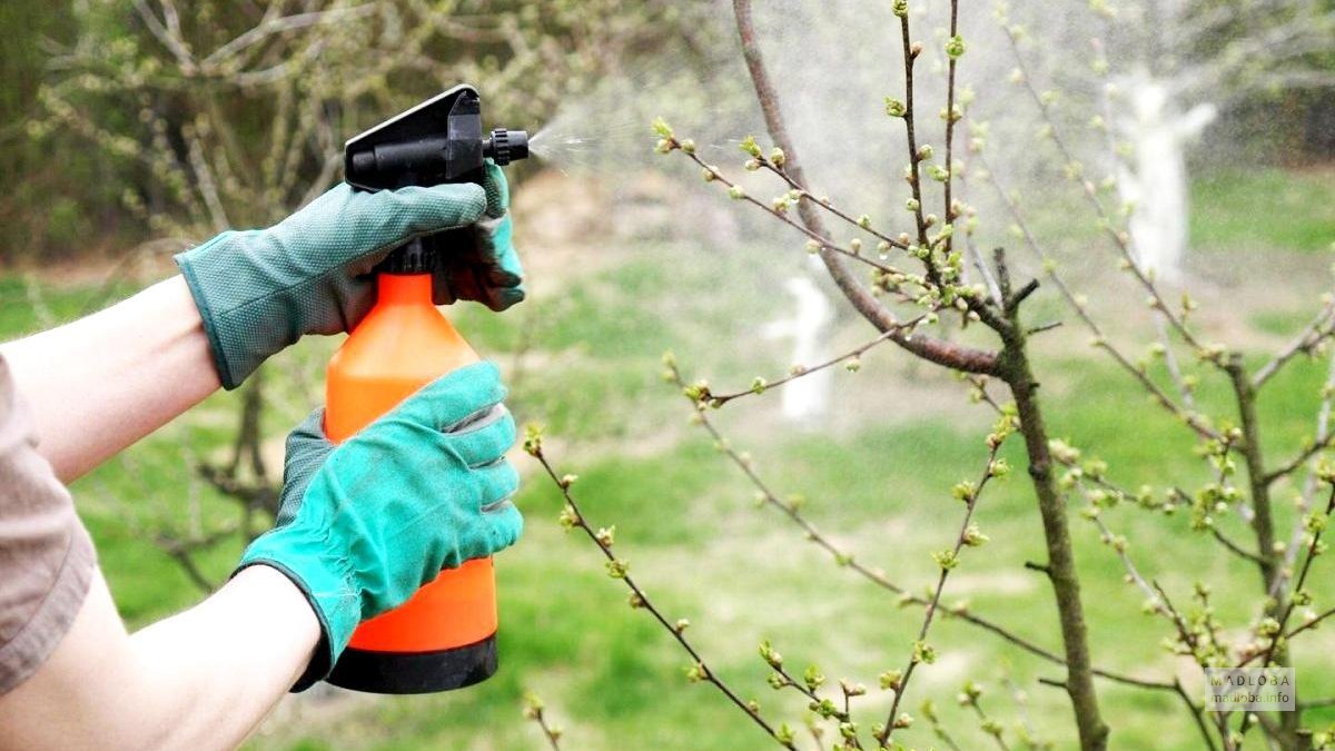 Защитная жидкость для деревьев в Грузии
