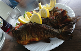 Fish Time