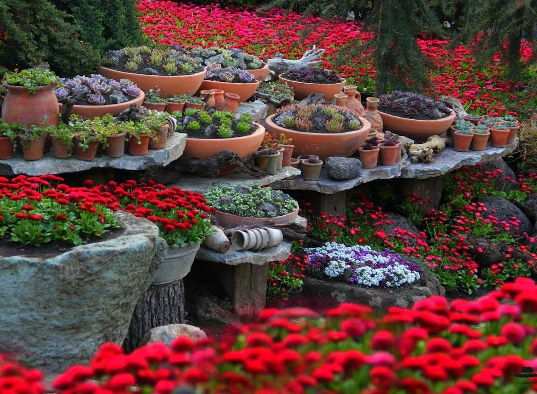 Gardenia Shevardnadze