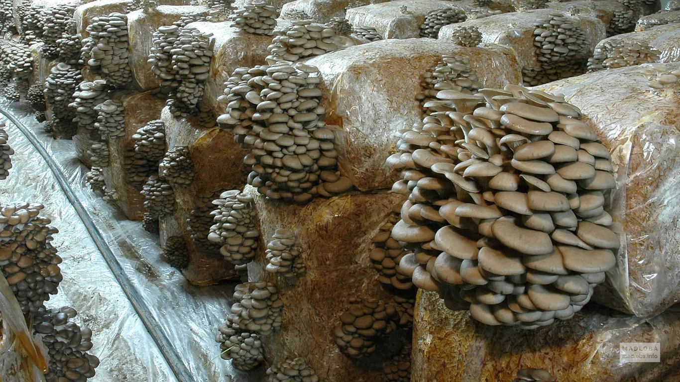 Georgian Mushroom