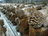 Georgian Mushroom