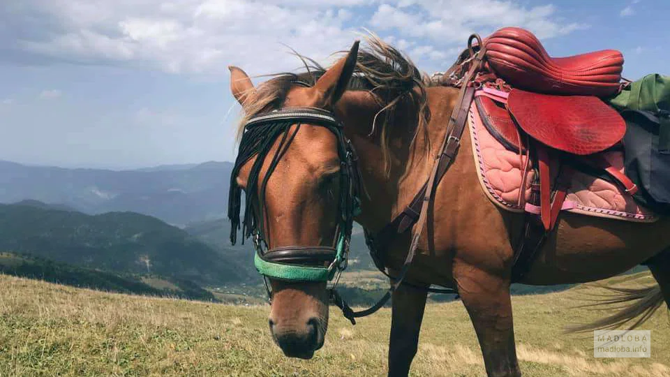 Georgian Saddle