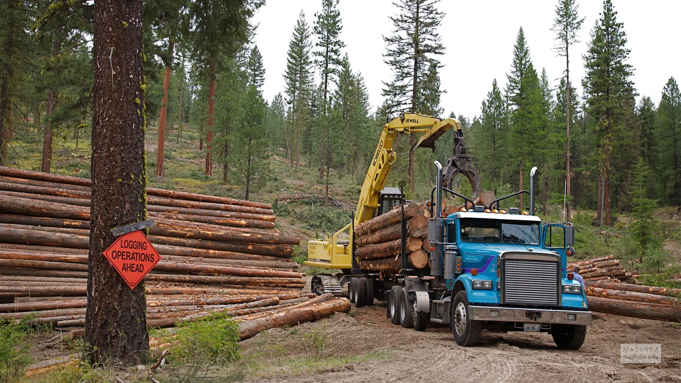 Georgian Timber International