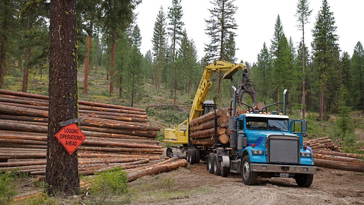 Лесное хозяйство и лесозаготовки "Georgian Timber International"