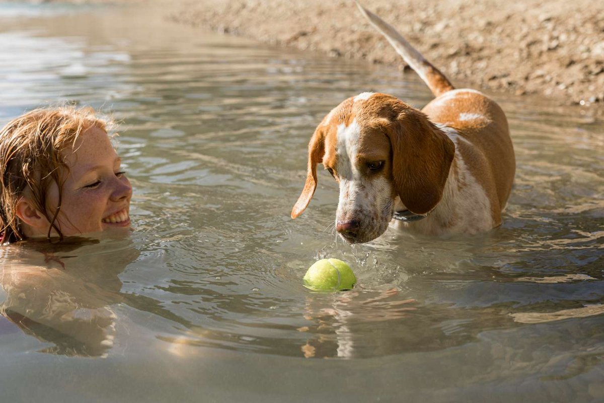 A girl and a beagle playing with a tennis ball in shallow water near the shore, early in the morning — illustrating walking a dog on Batumi’s beach, Georgia.