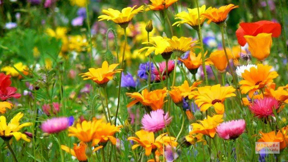 Яркие цветы на клумбе в Глданском парке
