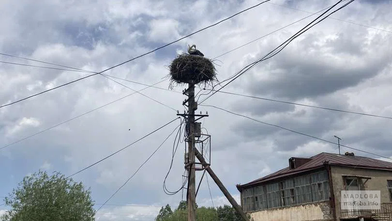 Гнездо аиста на столбе