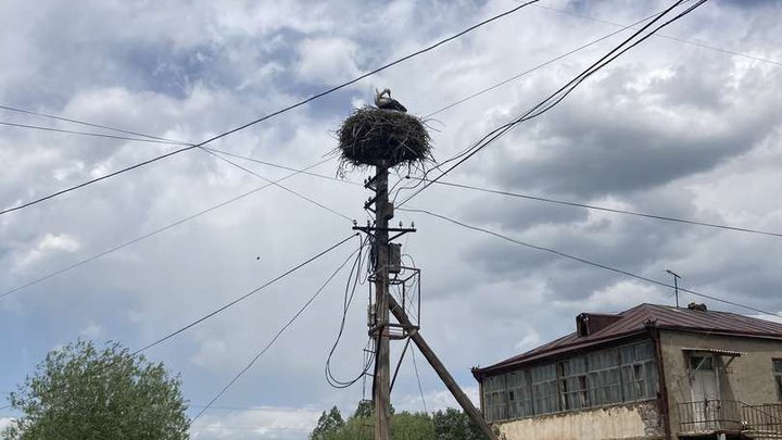 Stork's nest (Gogol street)