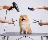 Groom (ბერძენიშვილის ქ.)