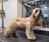 საქმრო (მირიან მეფის ქ.)