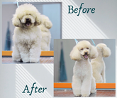 BarberPet (ფალიაშვილის ქ.)