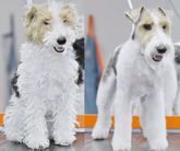 BarberPet (ფალიაშვილის ქ.)