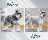 BarberPet (ფალიაშვილის ქ.)