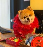 Groom (გლდანი)