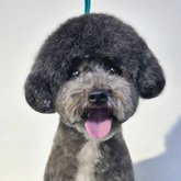 BarberPet" (იოსებიძის ქ.)