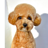 BarberPet" (იოსებიძის ქ.)