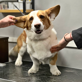 BarberPet" (იოსებიძის ქ.)