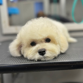 BarberPet" (იოსებიძის ქ.)