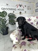 Grooming House