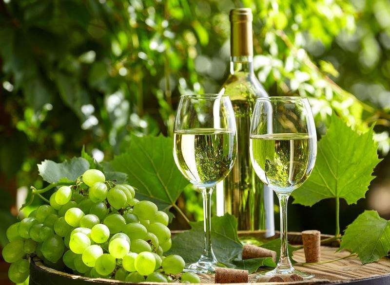 a glass of white wine against a background of grape vines