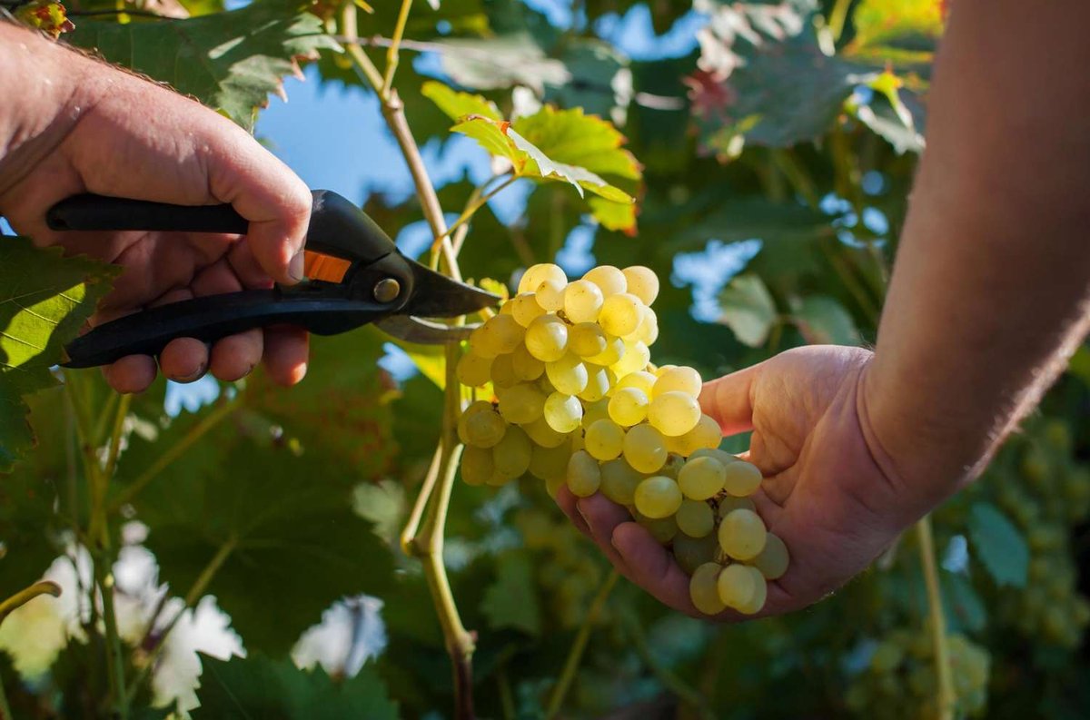 A short caption: a vineyard worker uses pruning shears to cut a bunch of golden grapes into a waiting hand.