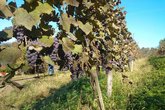 Винодельня "Iberieli Wine Cellar"