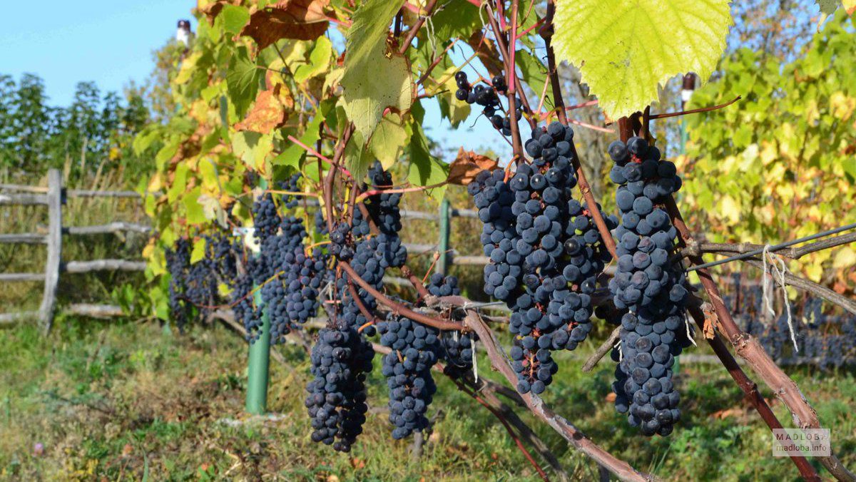 Грозди винограда Имеди Сакартвело