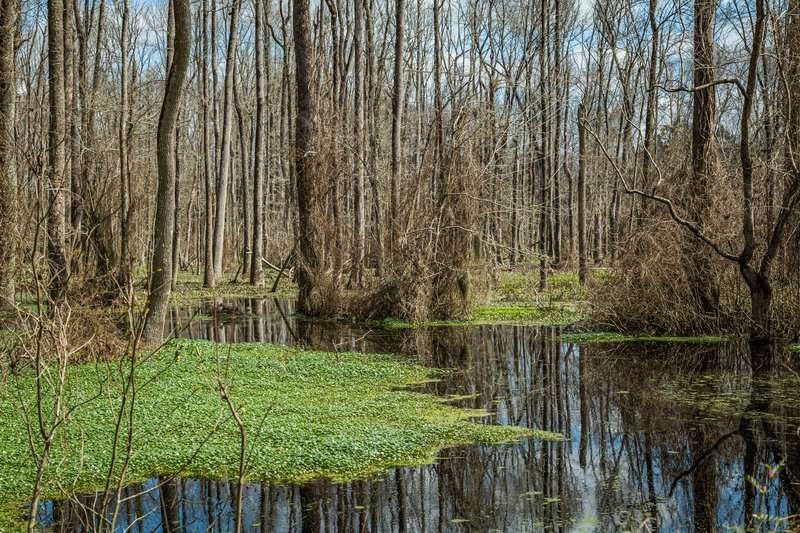 Imnatsky peat bog