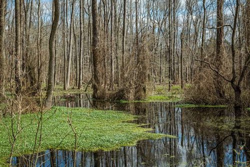 Imnatsky peat bog