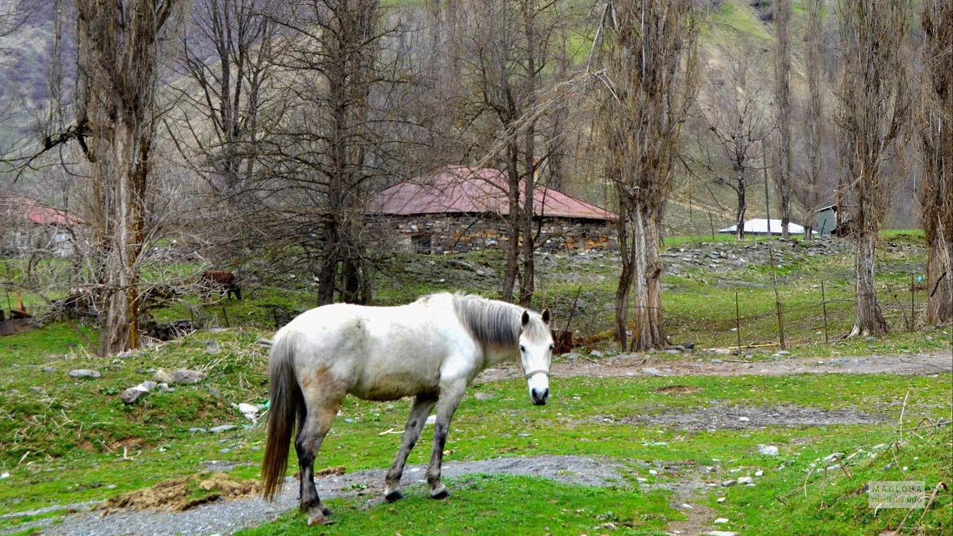 Лошадь на пастбище, Inside Georgia