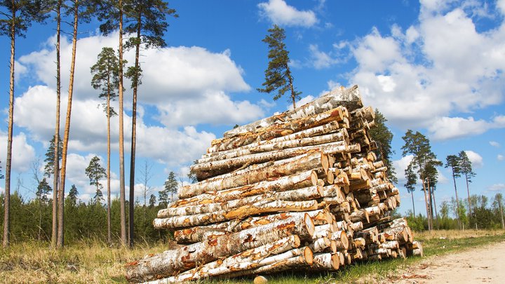 Лесозаготовка и производство необработанной древесины "Ipnari"